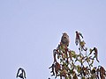 Singing at 10500 ft. in Kullu - Manali District of Himachal Pradesh, India