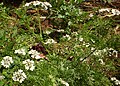 Flat-leaved Parsley white flower