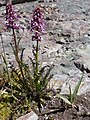 Pedicularis groenlandica