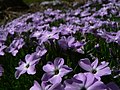 Phlox diffusa