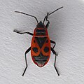 Pyrrhocoris apterus