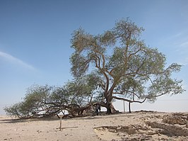 De boom des levens bij Sakhir