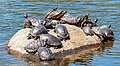 Image 1Pond sliders (red and yellow) and a river cooter fighting for basking space