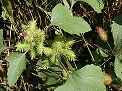 Xanthium italicum ENBLA01.JPG