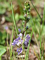 5 Veronica officinalis