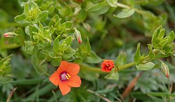 'Anagallis arvensis' 'Scarlet Pimpernel'