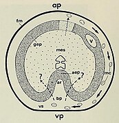 Abatus cordatus Hypothetical representation of perigastrulation.jpg