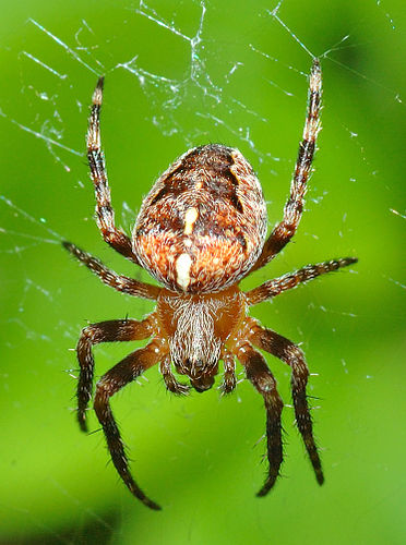 Крестовик обыкновенный (Araneus diadematus)