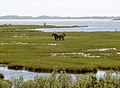 Wuide Ponys auf da Assateague Insl