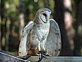 Carolina Raptor Center