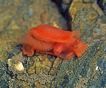 Berthella aurantiaca, un pleurobranche (ordre des Pleurobranchomorpha)