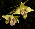 Dendrobium junceum