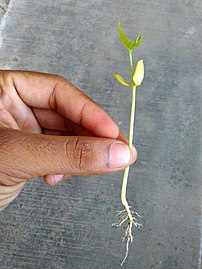 Plântula de uma dicotiledónea (com raízes).