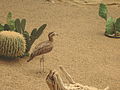 Double-striped Thick-knee