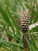 Equisetum arvense 117610786.jpg