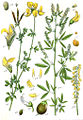 Lotus corniculatus vol. 9 - plate 31 in: Jacob Sturm: Deutschlands Flora in Abbildungen (1796) (fig. 1)