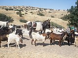 Cabras en Fadilli, Ankara