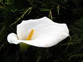 Fiore di calla / Calla lily.