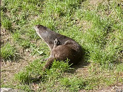 Fischotter im Wildpark Tambach 2.jpg