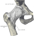 Right hip-joint from the front