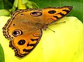 Junonia almana