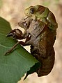 A cicada moulting