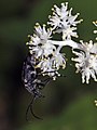 Maianthemum racemosum