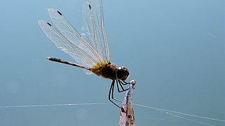 Mandalay, Odonata, Dragonfly, Myanmar.jpg