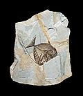 Miniatura per Giacimenti fossiliferi di Bolca
