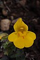 Mimulus guttatus