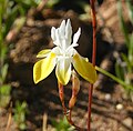 Moraea gawleri