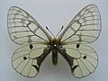 Parnassius felderi