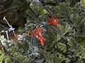 im Goegap N.R., Namaqualand, Northern Cape, South Africa