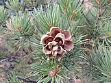 cone and foliage