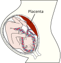 Miniatura para Placenta