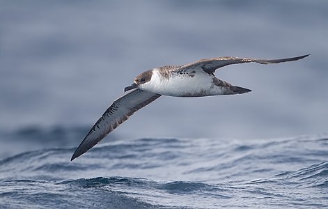 Great shearwater, by JJ Harrison