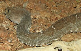 Red Diamondback Rattler 2.jpg