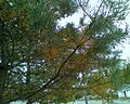 Grmovi crvenog bora na jesen žute i odbacuju starije lišće