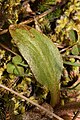 Saxifraga integrifolia