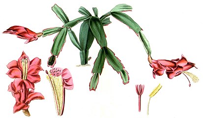 Illustration of Schlumbergera truncata