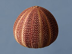 Testa dari Echinus esculentus, sejenis landak laut biasa