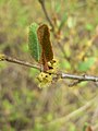 Shepherdia canadensis