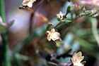 Spergularia canadensis