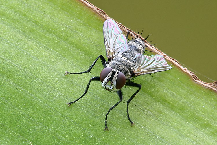 8-миллиметровая муха-тахин (семейство Tachinidae)