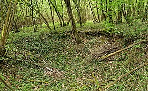 Un des nombreux trous de bombe encore visibles dans le bois des Gâts des Osmeaux.