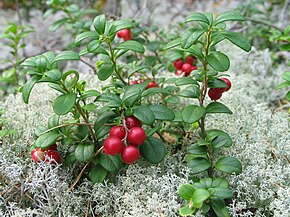 Description de l'image Vaccinium vitis-idaea 20060824 003.jpg.