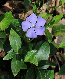 Väike igihali (Vinca minor)