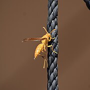 Yellowpaperwasp(1).jpg