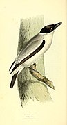 Zoological illustrations, or, Original figures and descriptions of new, rare, or interesting animals, selected chiefly from the classes of ornithology, entomology, and conchology, and arranged (Plate 35) (6198179994).jpg