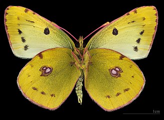 Colias hyale ♂ △